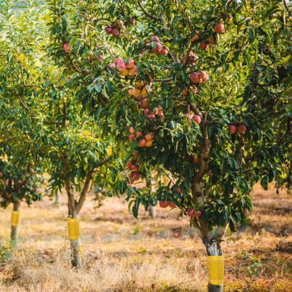 Panngu Anneau de Colle Auto - adhésif pour Arbres fruitiers – Image 6